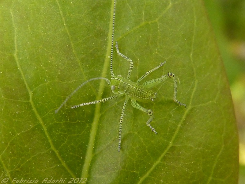 neanide di Phaneropteridae